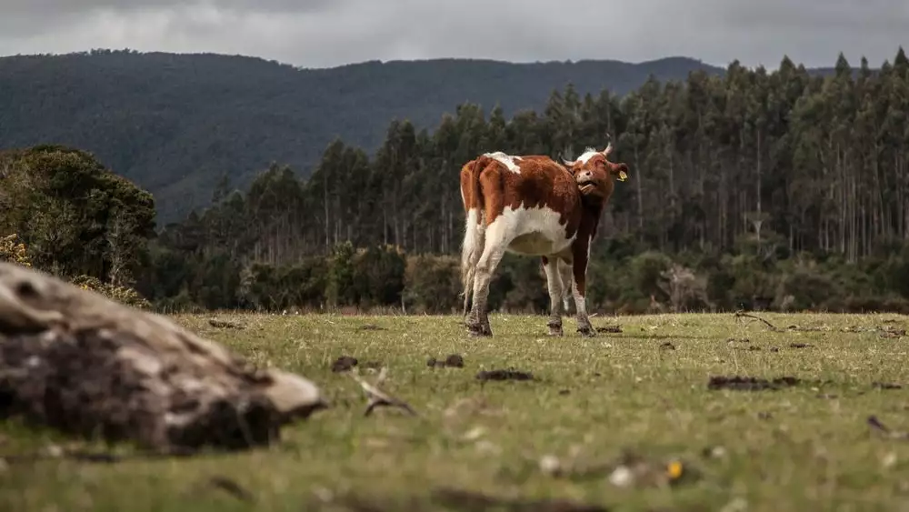 Cows are responsible for a large portion of methane emissions from the agriculture sector, but a puffy pink seaweed could put a stop to that