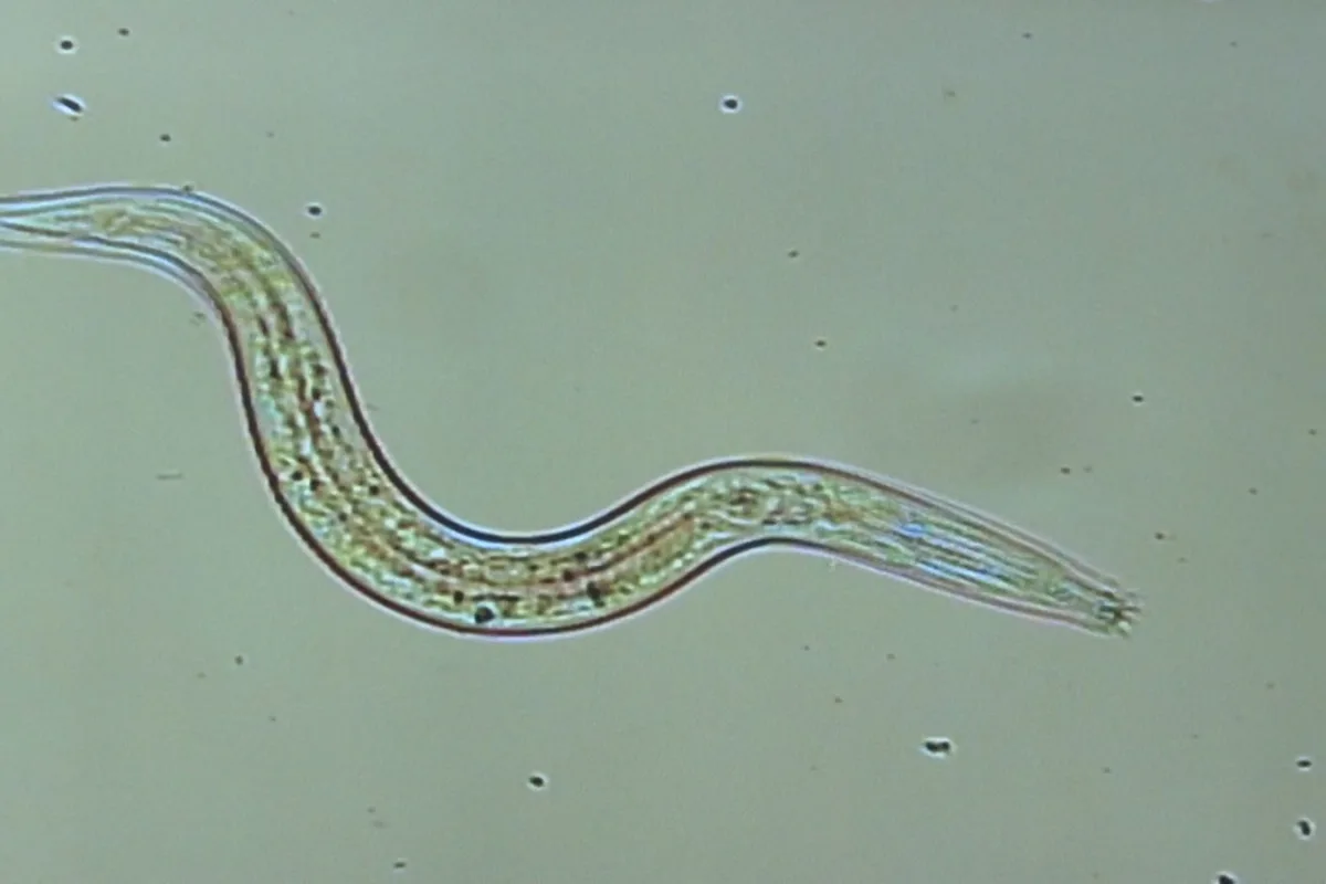 Scientists have managed to revive worms (similar to the one pictured) that were frozen in the Siberian permafrost for up to 42,000 years