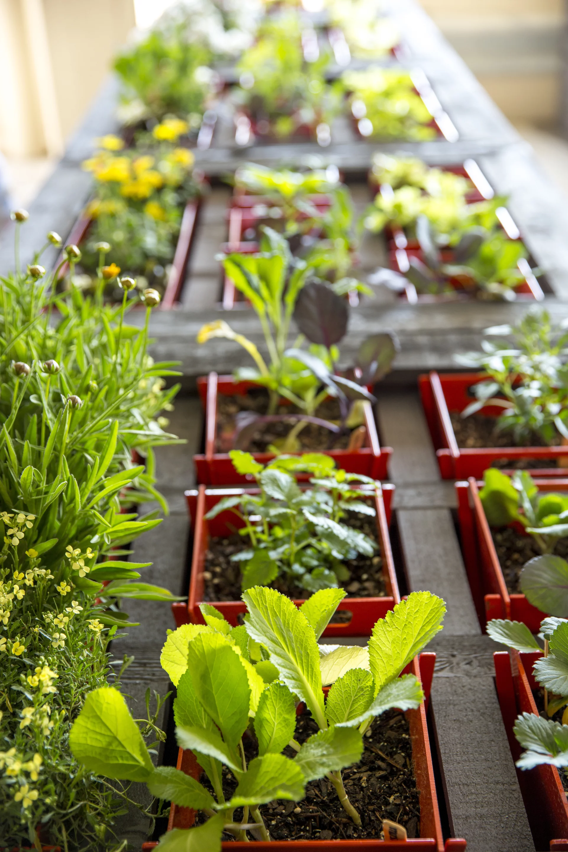The SCADpad Community Garden is watered with filtered greywater from the units, and fed by a daylight harvesting system installed in the ceiling above (Photo: SCADpad)