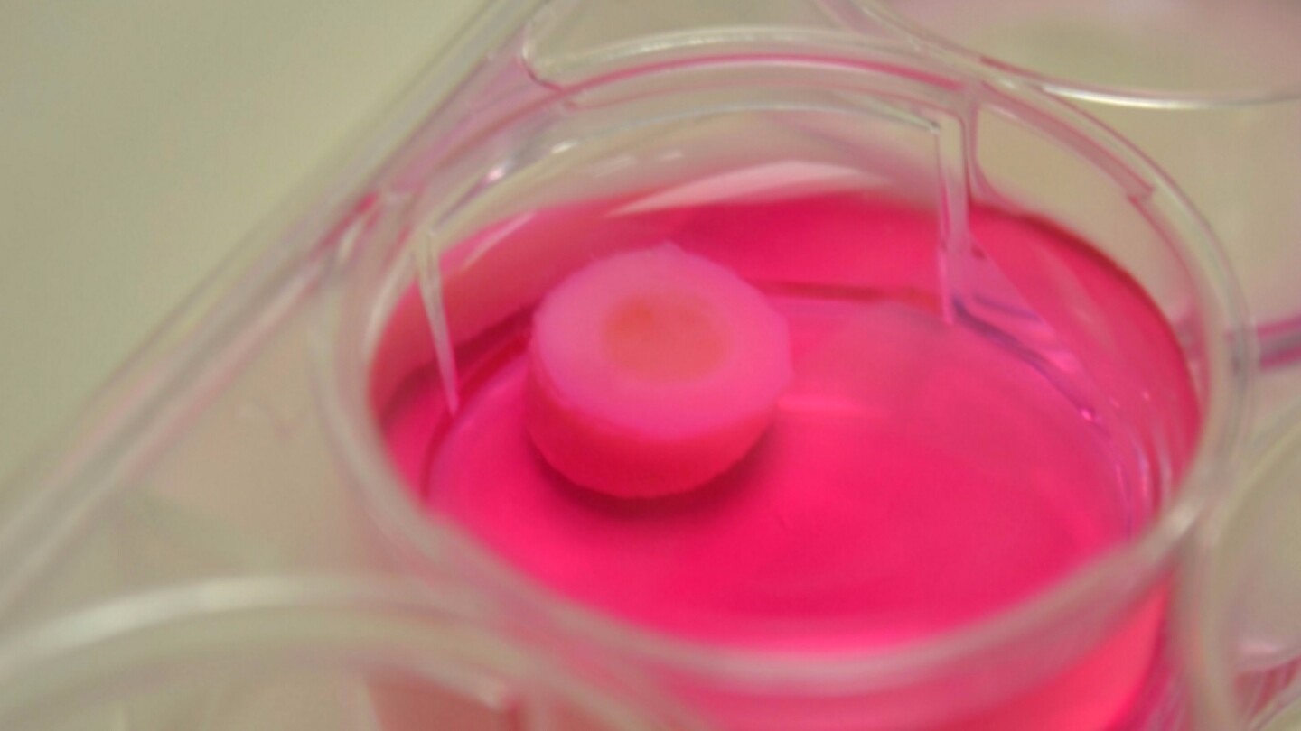 Once the cartilage has been printed, it's transferred to a petri dish, where it's soaked in nutrients to help the strands fuse together
