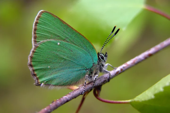 A team of international researchers has developed artificial crystals with unique optical properties by mimicking the wing structure of Callophrys Rubi (aka the Green Hairstreak butterfly) (Photo: Shutterstock)
