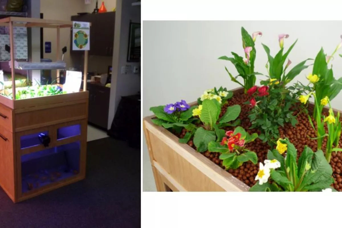 The Fishy Farm lets users raise fish, vegetables... and worms