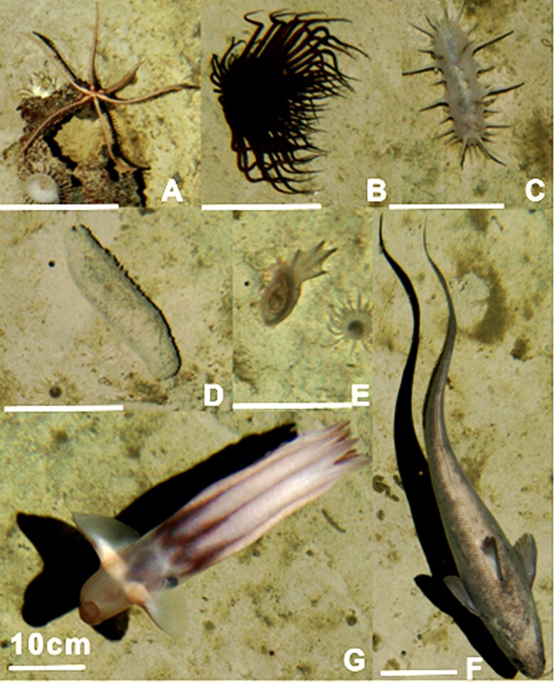 Some of the deep-sea animals photographed by the AUV