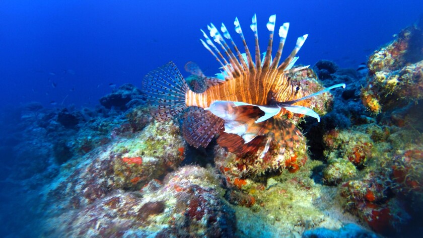 The lionfish is a delicacy despite its poisonous spines