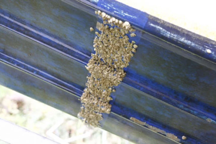 The hull of a boat that was painted with a coating containing macrocyclic lactones, with the exception of the stripe down the middle