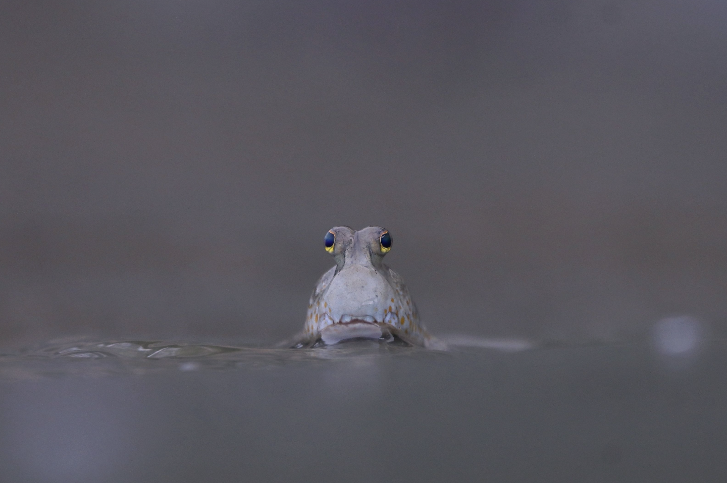 The 2023 Mangrove Photography Award winners The 2023 Mangrove Photography Award winners