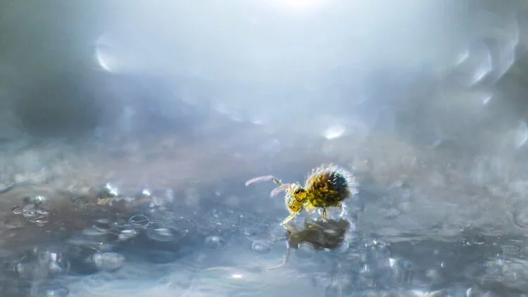 Little Ball by Koncz-Bisztricz Tamás, age 16, was the first place winner in the Young category of the 2020 Close-up Photographer of the Year. The image shows a yellow globular springtail feeding on the surface of a frozen puddle.