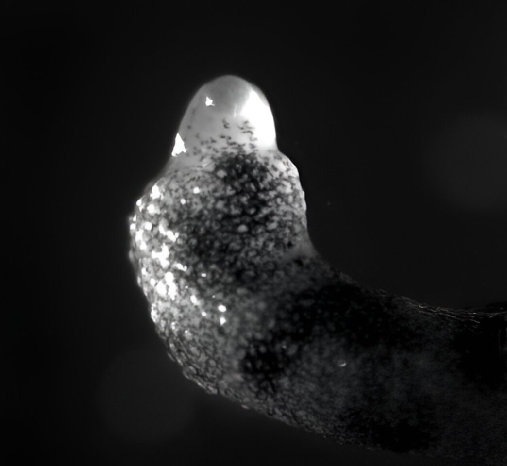 A severed newt limb in the process of regenerating itself
