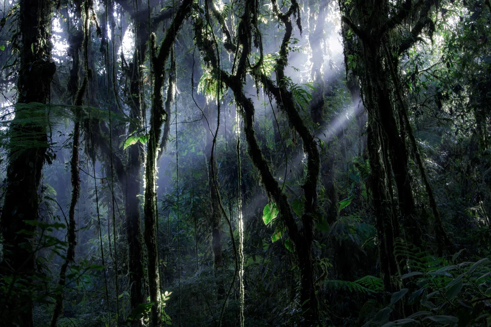 Nominee, Professional, Landscape. From a series of images examining a cloud forest in Costa Rica