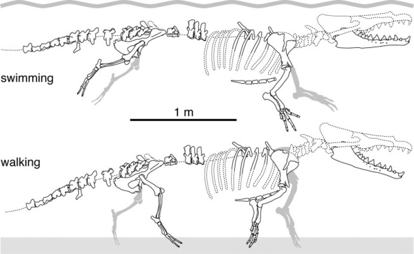 The reconstructed skeleton of Peregocetus showed that it was at home on land and in water