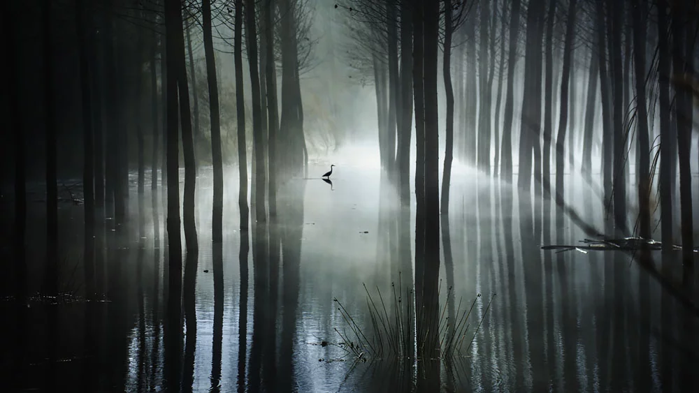 Winner of 2nd place in the Amateur Landscape category: Mariano Belmar Torrecilla - The swamp 2