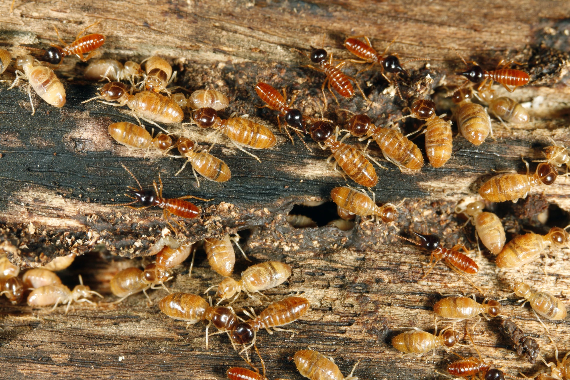 WiSPr is a tiny wireless acoustic sensor designed to detect termites by "hearing" them eat (Photo: Shutterstock)