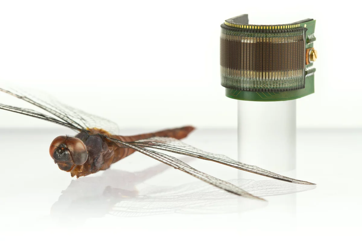 CurvACE reproduces the architecture of the eyes of insects and other arthropods