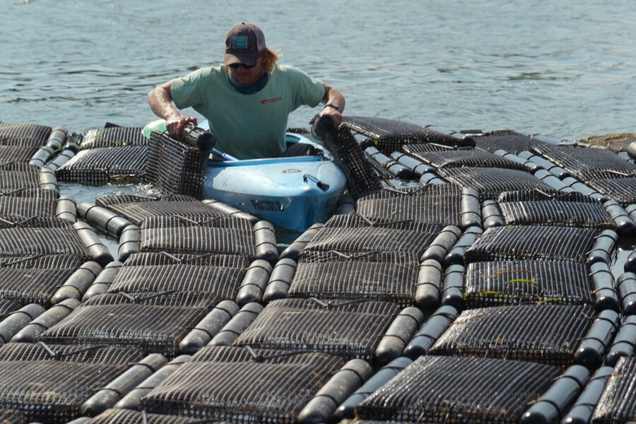 A kayaker flips oyster-farming bags in the traditional fashion