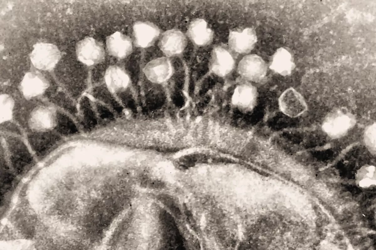 Bacteriophage attacking an infectious bacterium