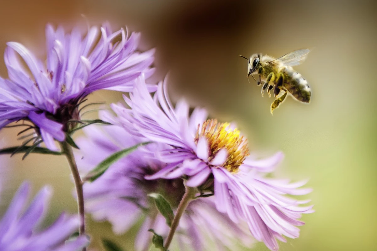 Bee venom could be the key to delivering drugs across the blood brain barrier