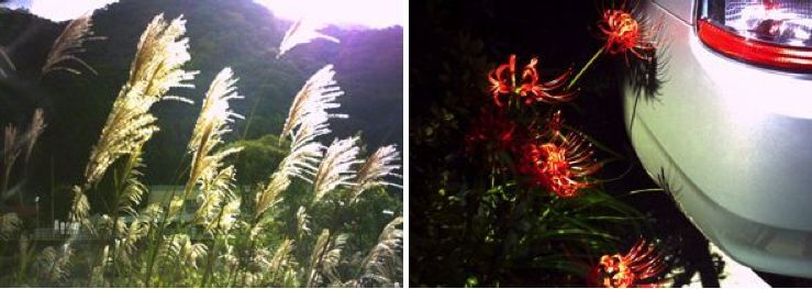 Photos taken with the Digital Harinezumi