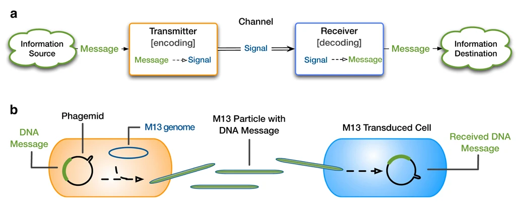 The M13-based cell-to-cell communication system (bottom) represented with the framework of the Shannon communication system (top) (Image: Ortiz/Endy)