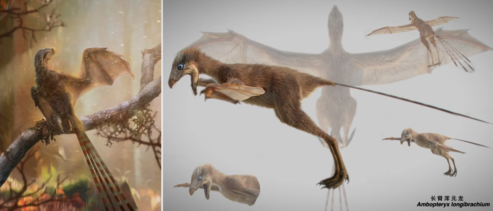Ambopteryx longibrachium is a strange new species of dinosaur that sported bat-like wings and feathers