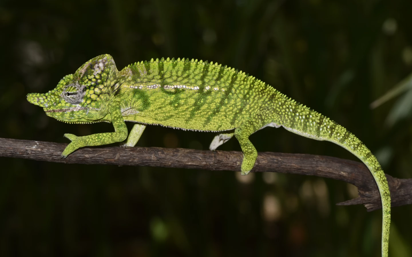 Researchers think Voeltzkow’s chameleon lives for only a matter of months