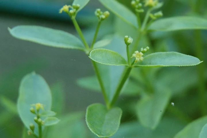 Researchers have used a dye extracted from the root of the madder plant to develop a new "green" lithium ion battery (Photo: Carstor via Wikimedia Commons)