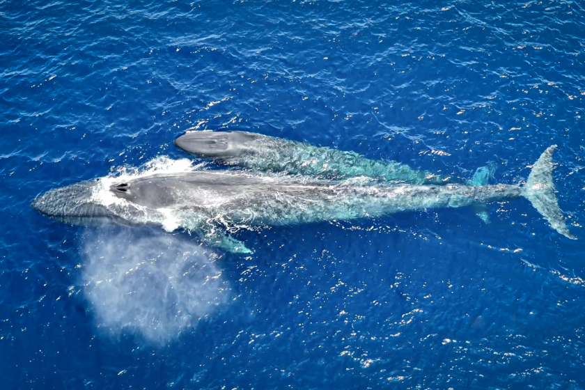 The first video of a blue whale nursing her calf has been released, alongside other remarkable footage of the species' intimate behaviors, captured in 2022 by a fortunate snorkeler. This marks the first occasion for both scientists and the public to observe these behaviors in these notoriously elusive cetaceans.