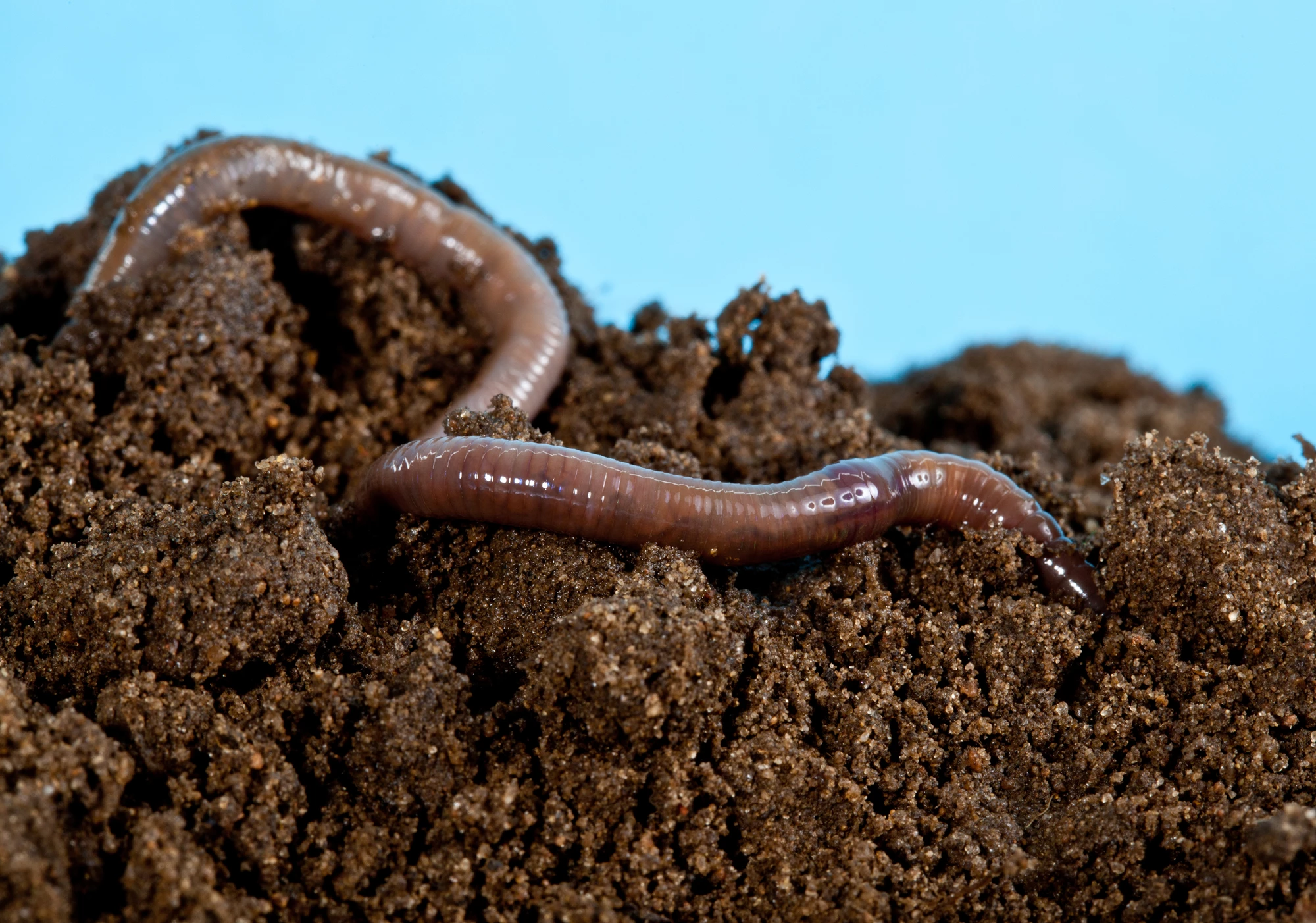 Earthworms and inchworms have served as inspiration for two new soft robots
