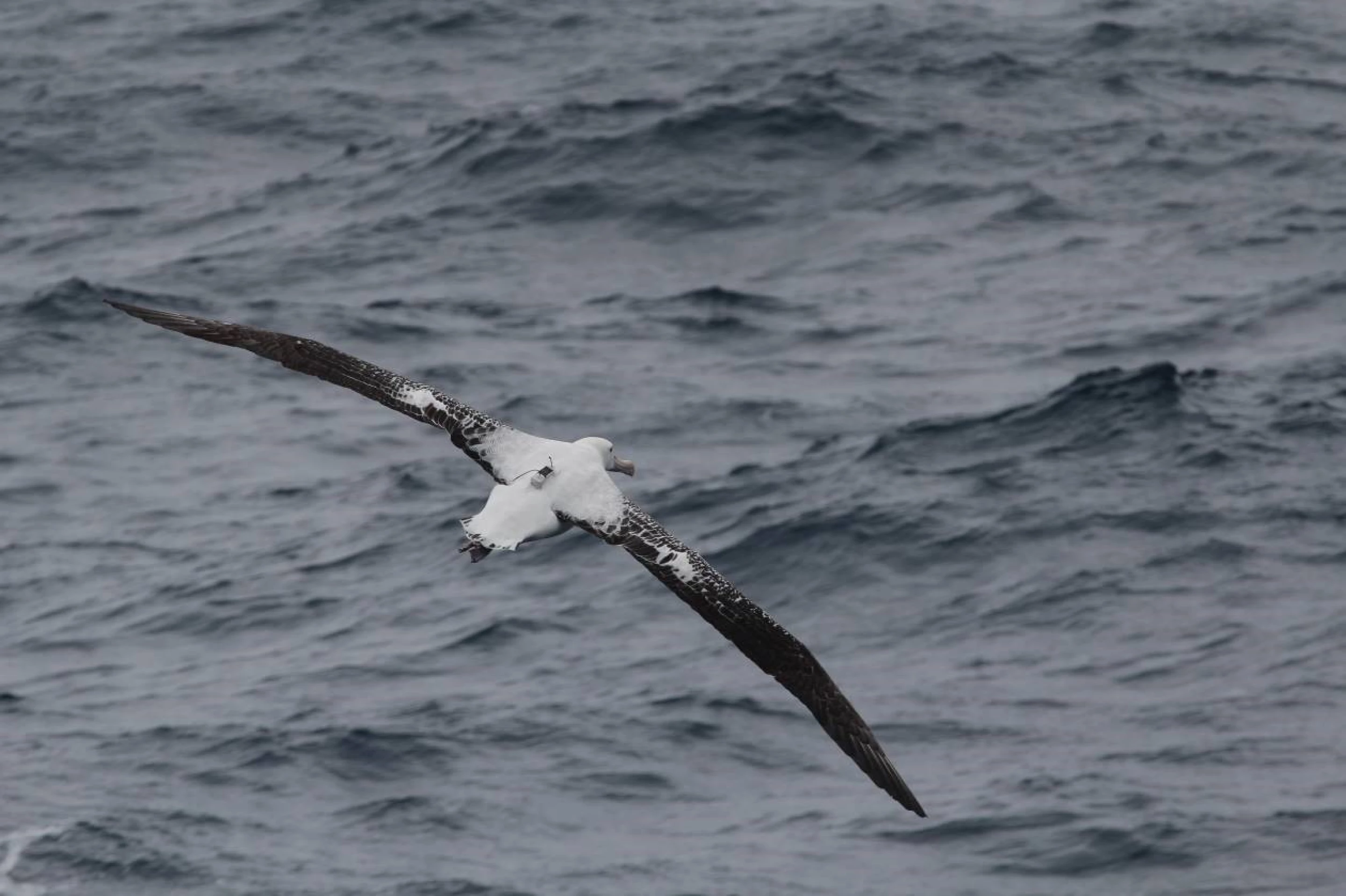 Albatross kitted out with radar detectors spy on illegal fishing boats