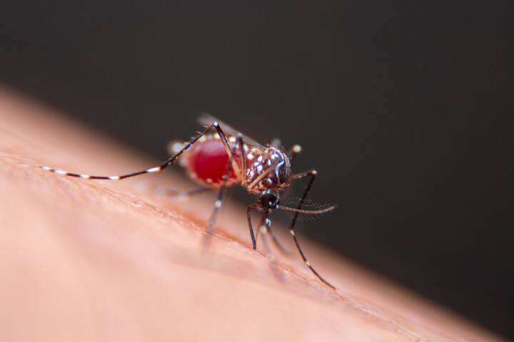 Unlike their natural counterparts, two types of genetically engineered skin bacteria don't produce a mosquito-attracting form of lactic acid