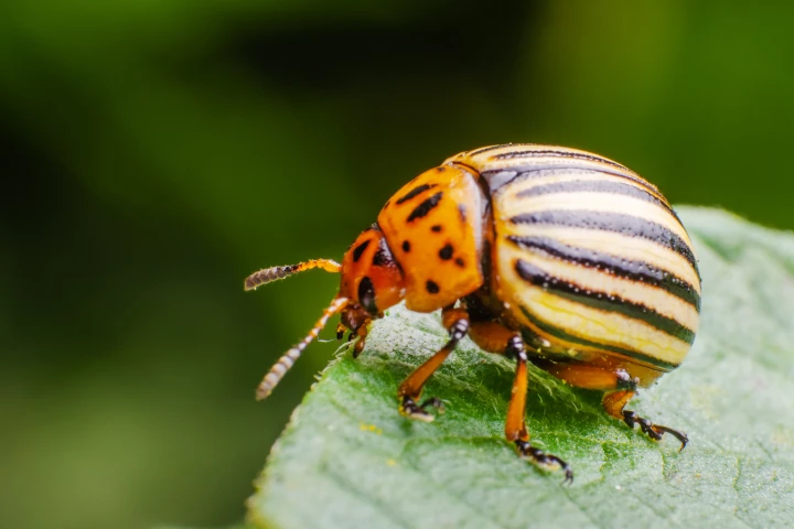 The voracious appetite of the leaf-eating Colorado potato beetle spells bad news for crops