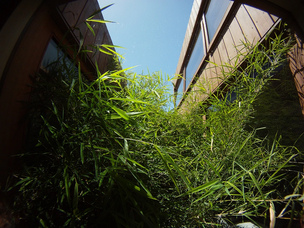 Bamboo creates a natural connection between the two levels (Photo: Edoardo Campanale for Gizmag)