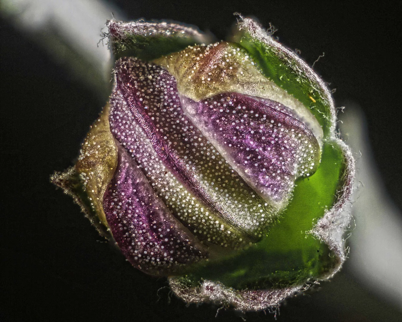Image of Distinction: A flower bud before opening