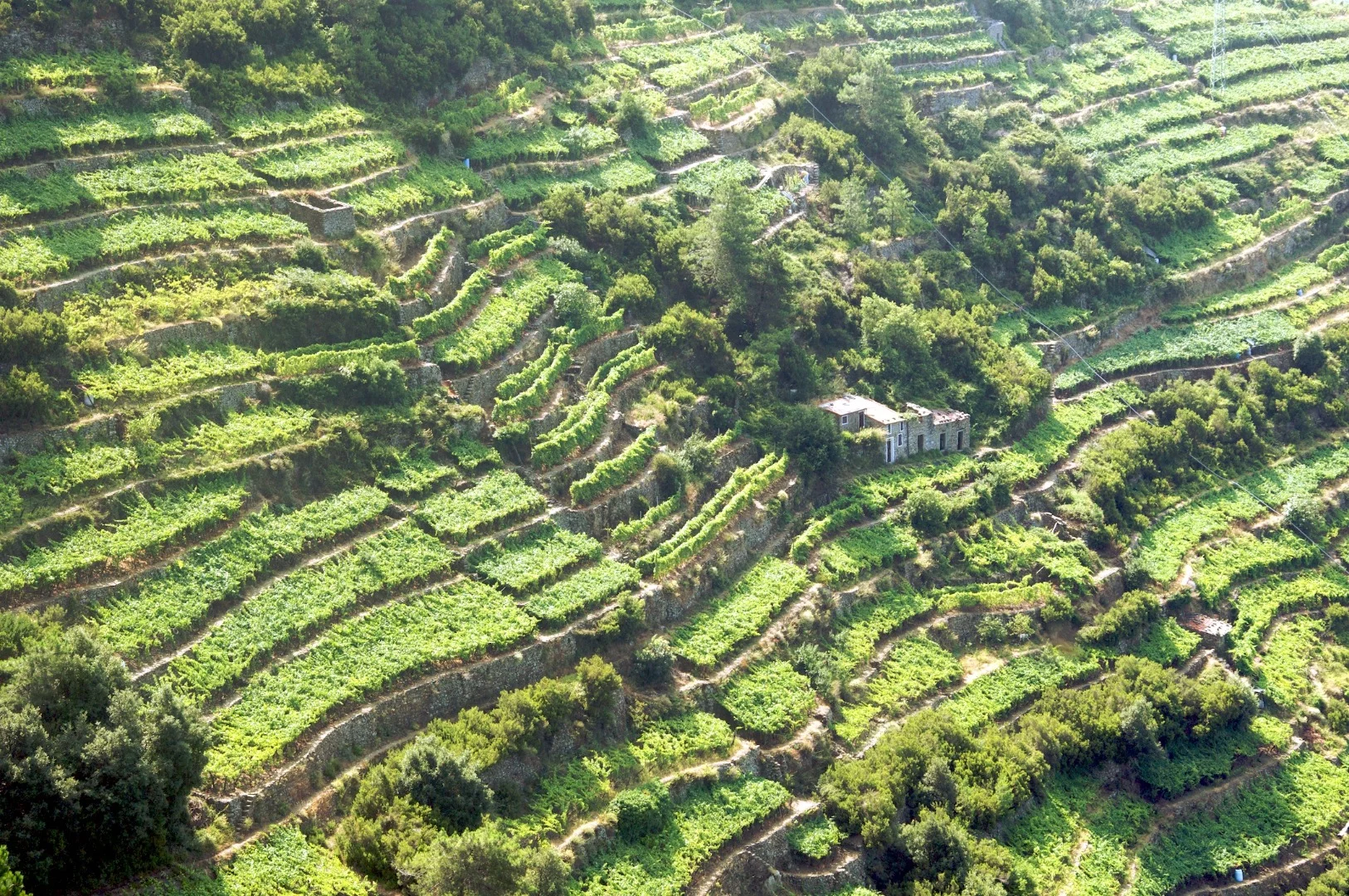 Terrace farming in Liguria, Northern Italy