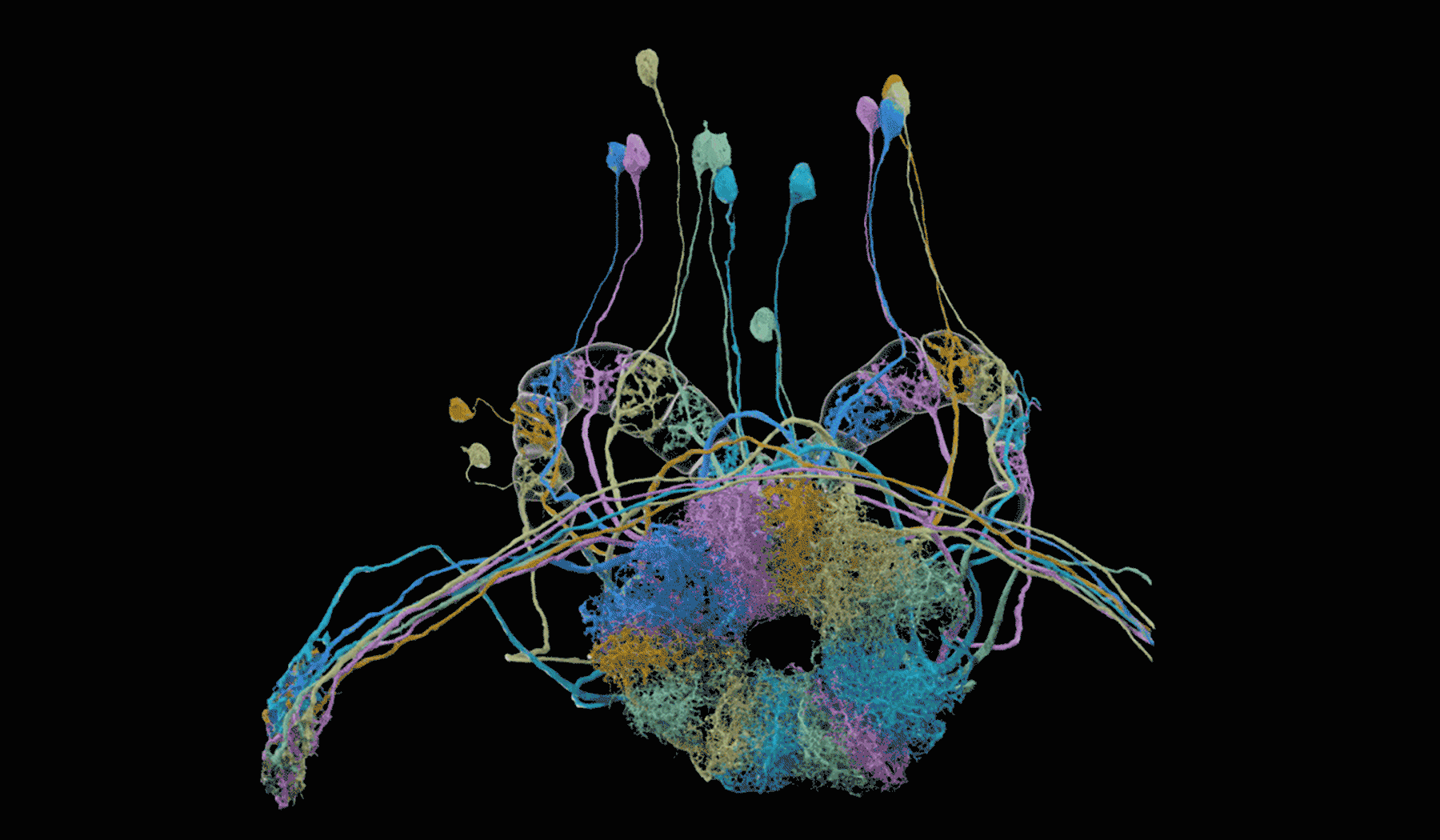 The Janelia team's painstaking imaging and mapping processes, combined with Google's incredible computational and deep learning capabilities, has resulted in the first full wiring diagram for the hemibrain of a fruit fly