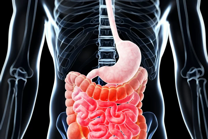 A material known as a plasmonic polypeptide nanocomposite has been shown to strengthen laser-welded seals in ruptured intestines (Image: Shutterstock)