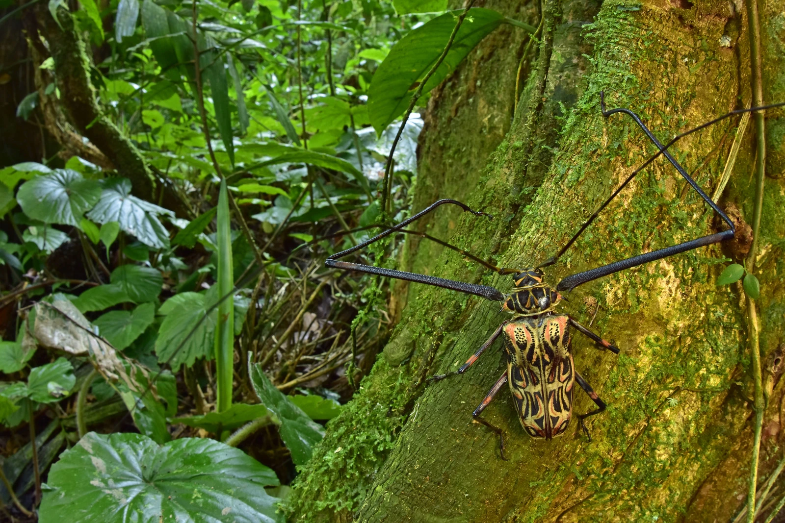 A male harlequin beetle