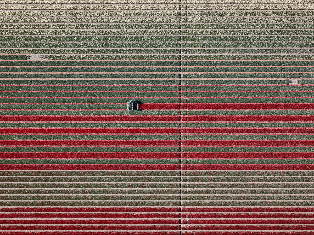 The Tulip Series: Every year Dutch farmers grow two billion tulips. They all bloom for a few weeks in April and May and nearly 1,000 different colors and cultivars are bred