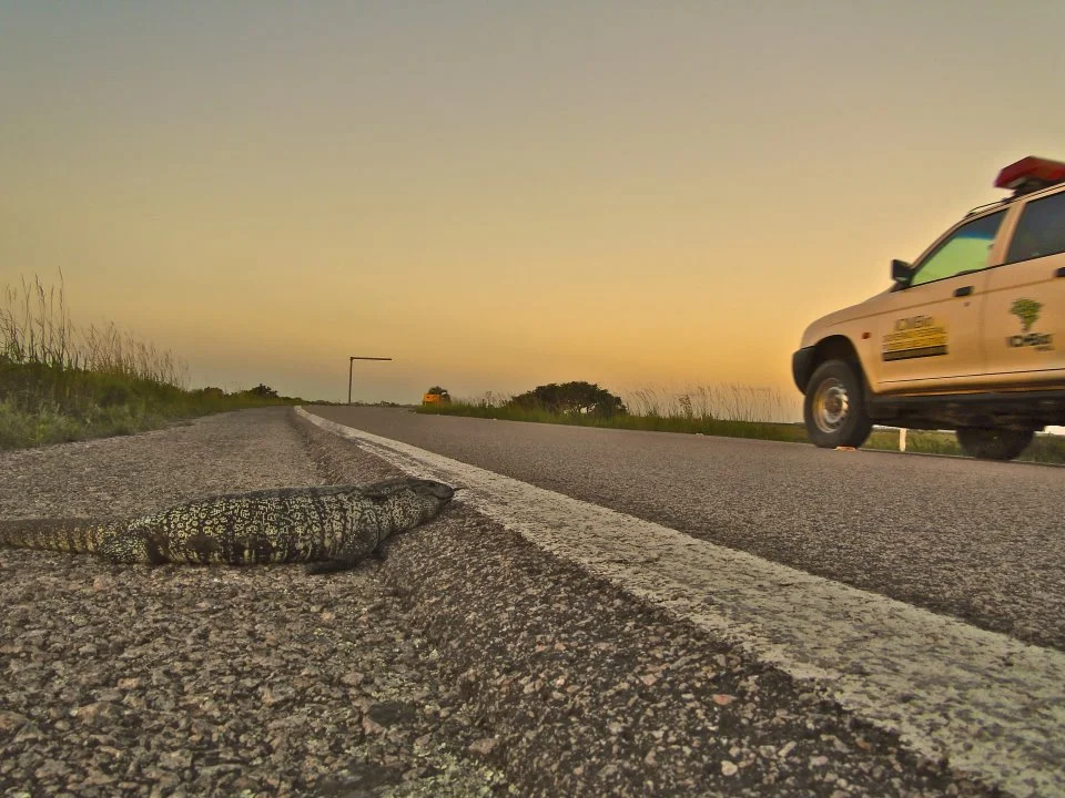 The Urubu app collects data on roadkill hotspots in order to make roads and railways safer for wildlife
