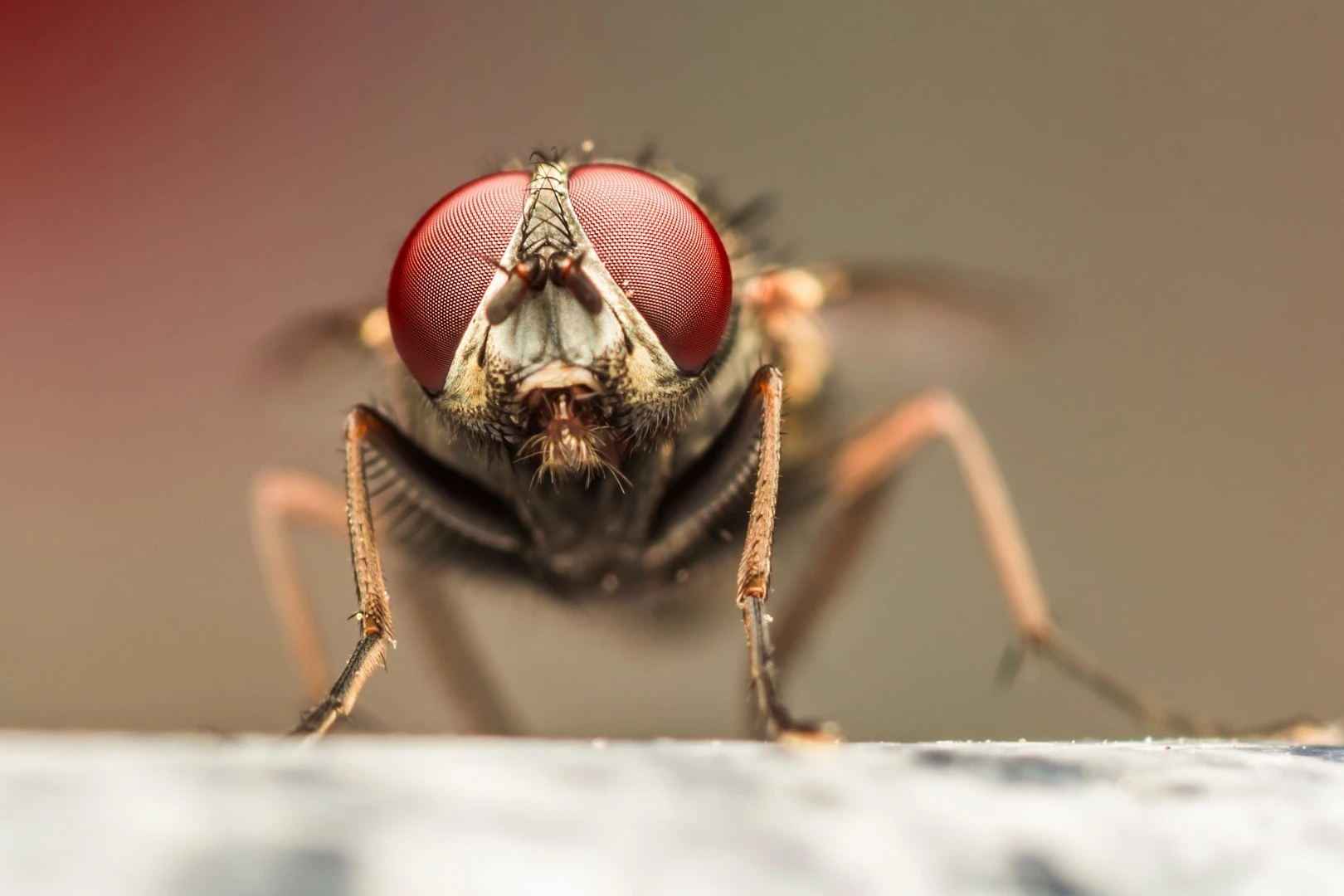 A study of 20,000 insects taken from hospitals across the UK has revealed just how many are harboring antibiotic-resistant bacteria