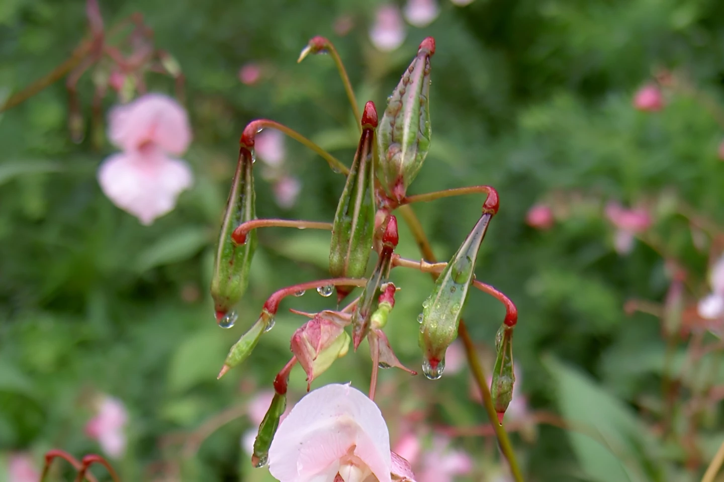 The seed pods of the impatiens plant shoot the seeds out onto the soil, but not until they're ready to go