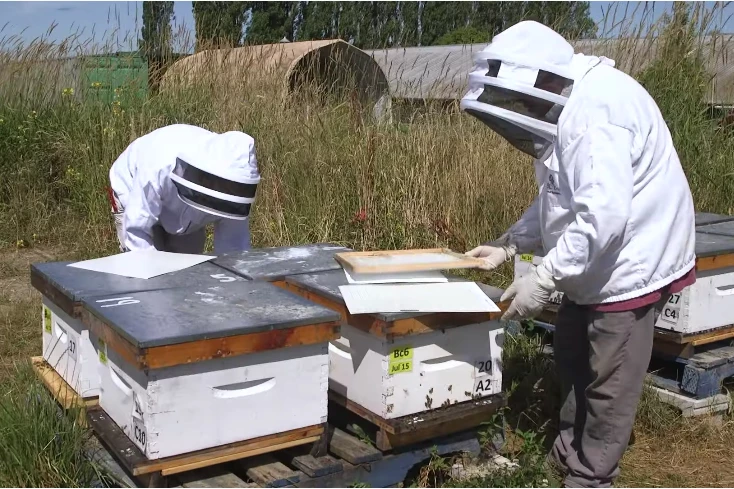 Members of the research team place dead-mite-collecting sticky papers in honeybee hives, as part of the study