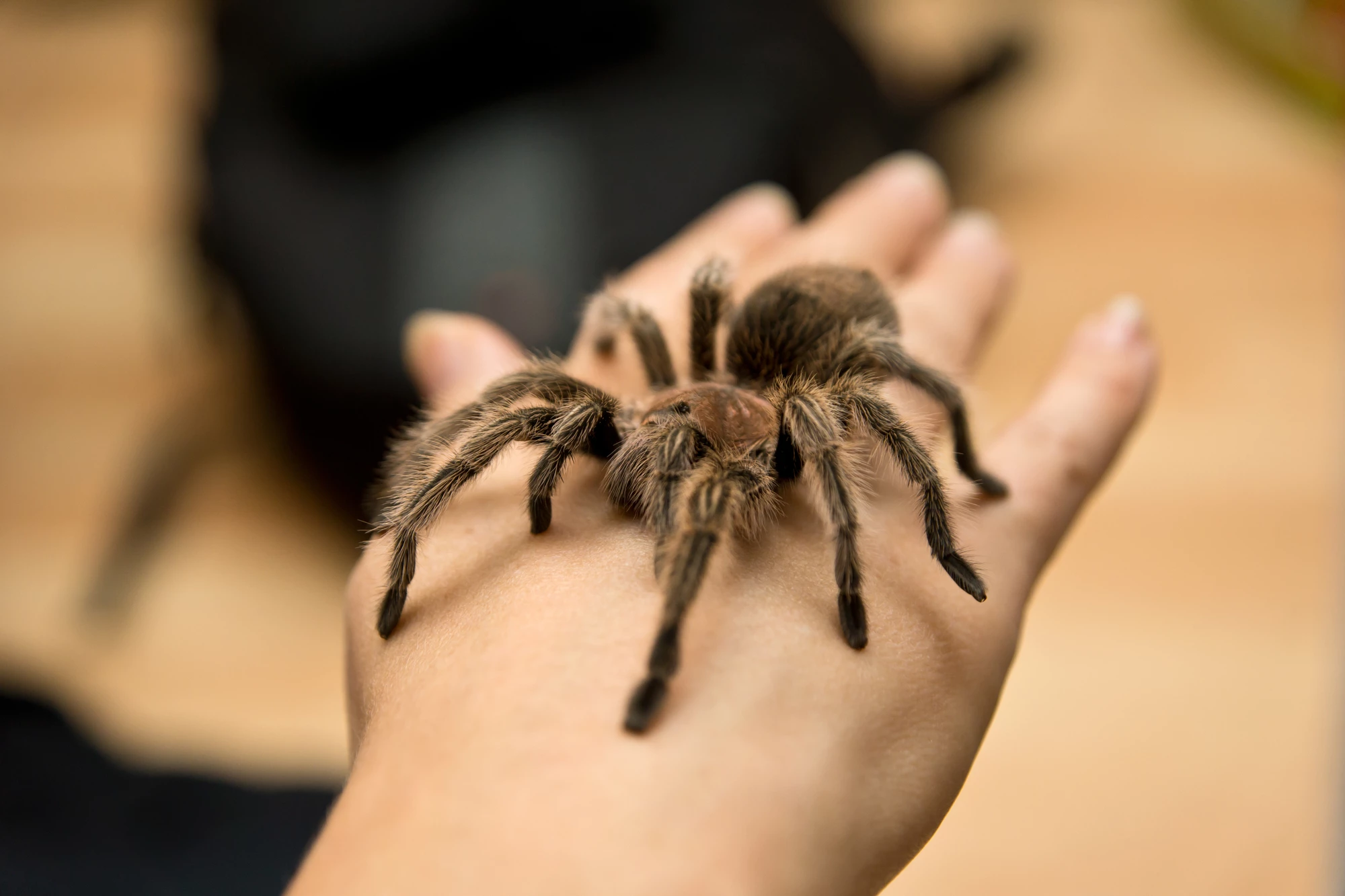 Tarantula bites may be painful, but the spider's venom could hold the key to new treatments for chronic pain