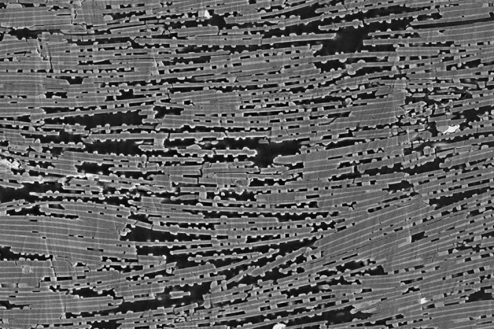 A microscope image showing the structure of the synthetic nacre