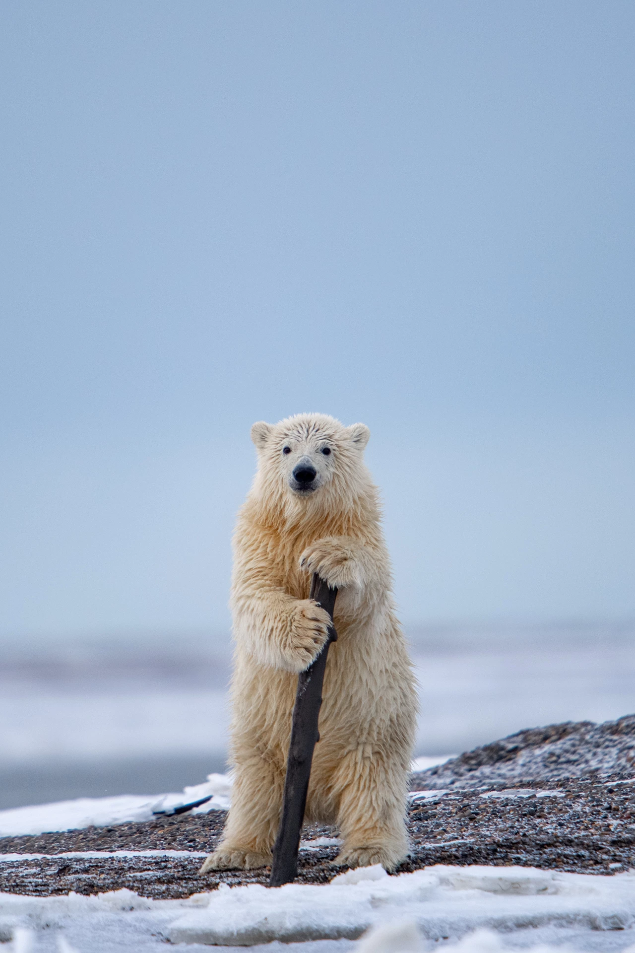 "The Cabaret Bear" Description: This polar bear cub found this drugt wood pretty amusing and was playing it when it suddenly stopped and stood up using it almost like a performer does at times. Animal: Polar bear Location of shot: Barter Island, Alaska, USA