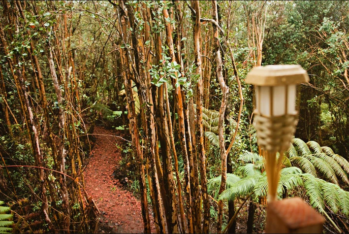 The treehouse is raised 4.5 m (15 ft) on stilts (Photo: Kristie Wolfe)
