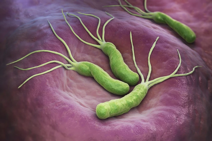 Researchers have found a potential new way to fight gram-negative bacteria, such as Helicobacter pylori