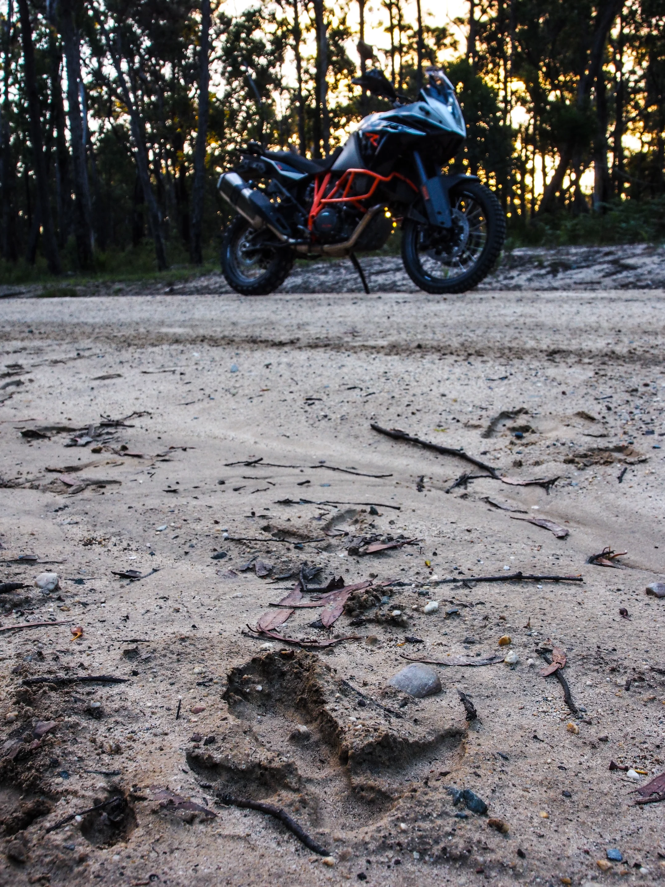 Couldn't catch the emu encounter on camera, but I did find a footprint! (Photo: Gizmag/Loz Blain)