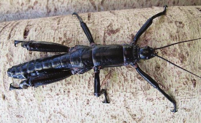 Lord Howe Island stick insects were wiped out by rats in the 1920s, but a living population was rediscovered on a neighboring island in the 1960s