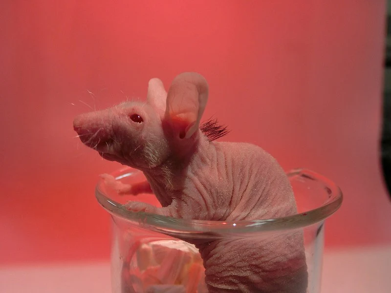 A previously hairless mouse following an implantation of bioengineered hair follicles recreated from adult tissue-derived stem cells - side view