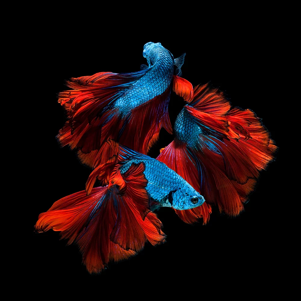 Winner of 1st place in the Professional Wildlife/Animals category: Jirawat Plekhongthu - The Elegant of Siamese Fighting Fish. Known as betta fish, these popular aquarium species are notably aggressive hence their more common name, Siamese fighting fish